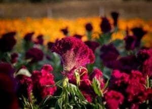 Gobierno de Michoacán octubre 2024