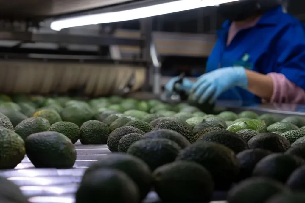 Aguacate certificado ProForest Avocado producido sin deforestación en Michoacán.