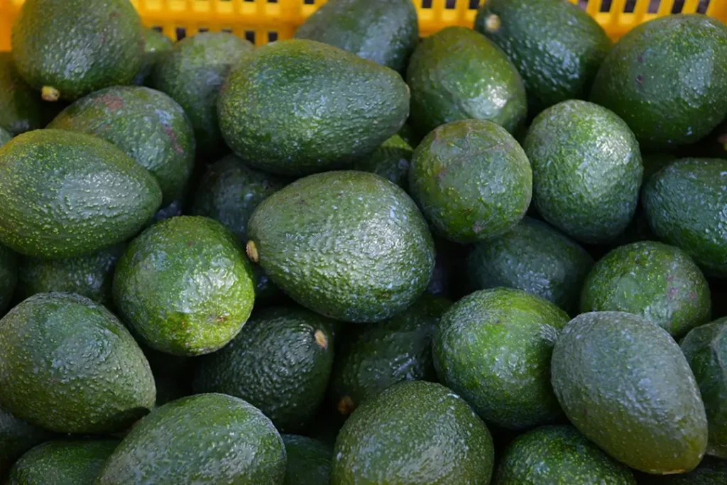 Aguacate de Michoacán en huerta durante proceso de cosecha