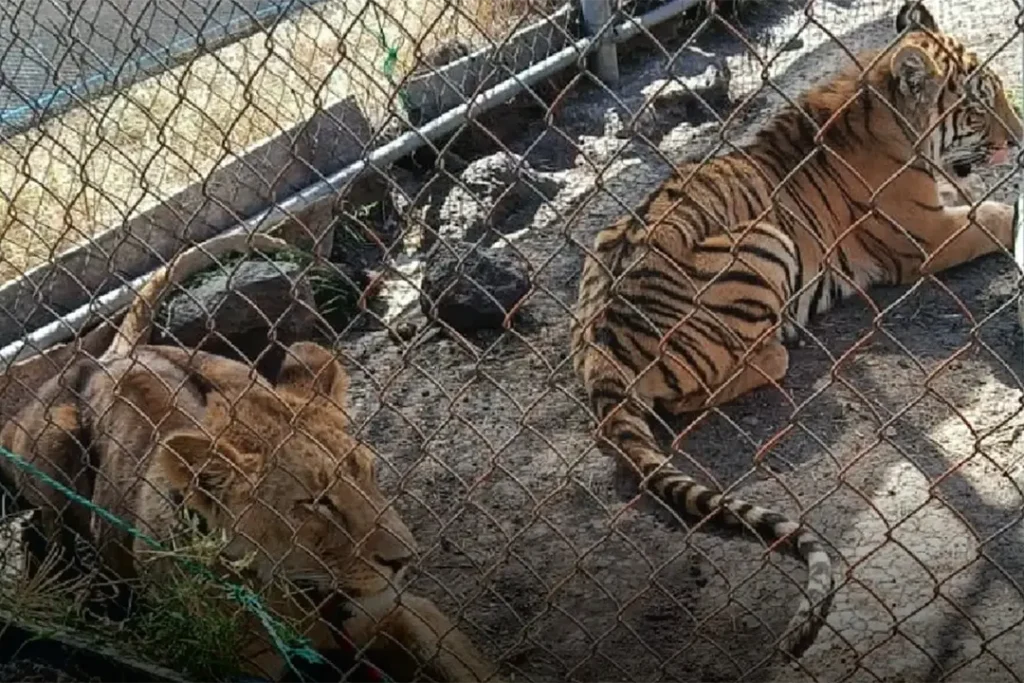 Leona africana y tigre de bengala rescatados en cateo interinstitucional en Jiquilpan, Michoacán.