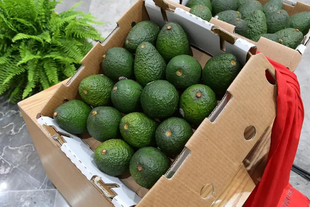 Huertos y producción de aguacate en Michoacán protegidos mediante Indicación Geográfica.