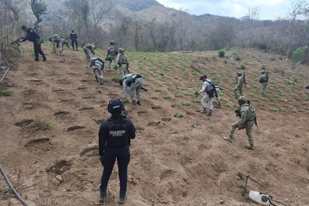Destrucción de sembradío de marihuana de 1,200 metros cuadrados por fuerzas estatales y federales en Arteaga, Michoacán.