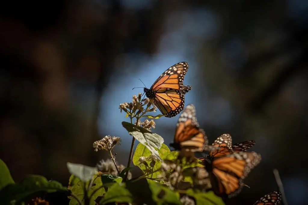 Mariposas Monarca en los santuarios de Michoacán durante la temporada de invierno.