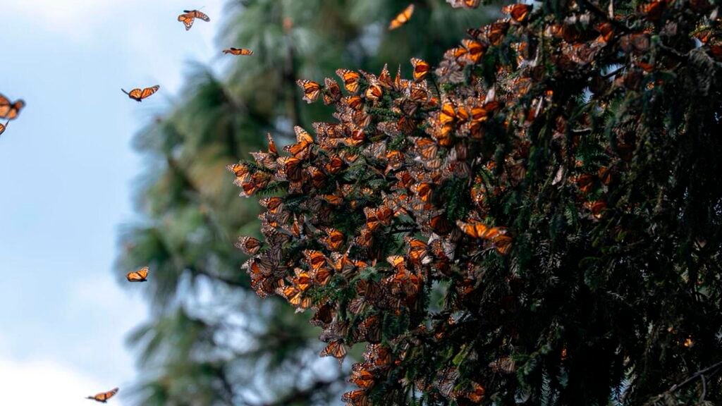 Mariposas monarca agrupadas en árboles de oyamel dentro de la Reserva de la Biósfera de la Mariposa Monarca, en Michoacán.
