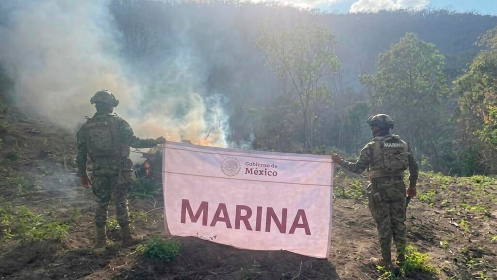 Elementos de la Secretaría de Marina destruyen un plantío de marihuana en zona rural de Arteaga, Michoacán.