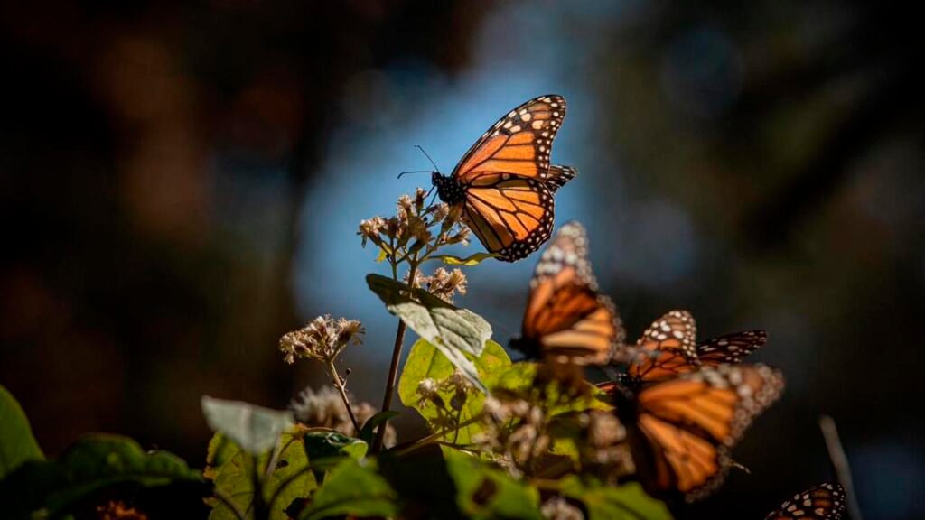 santuario-mariposa-monarca-michoacan.jpg