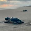 Crías de tortuga marina liberadas en playa de Michoacán