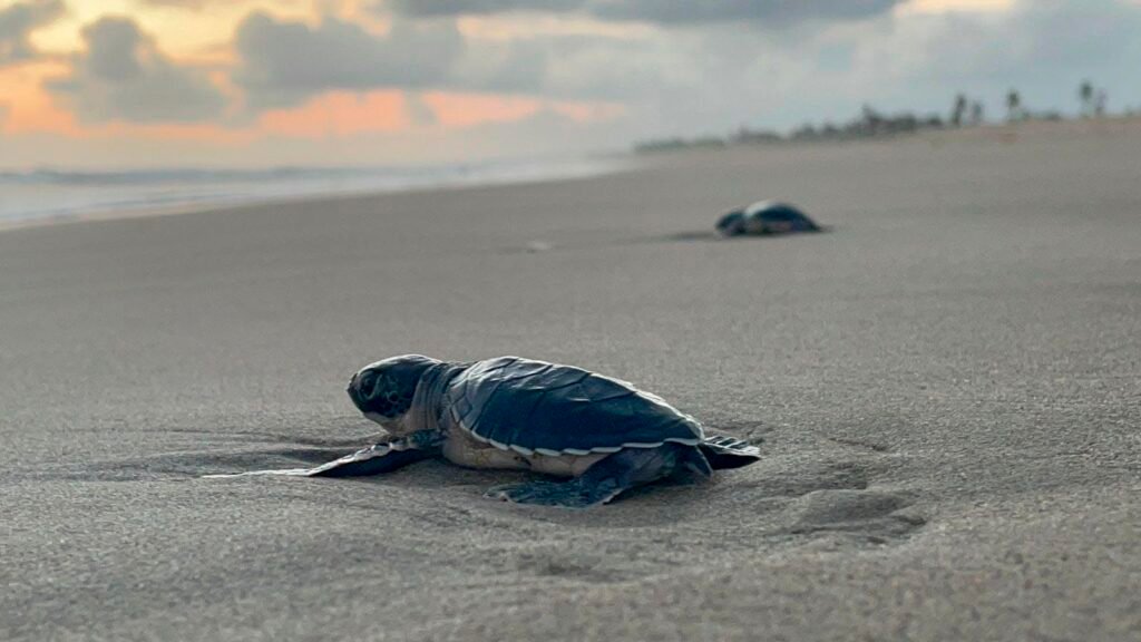 Crías de tortuga marina liberadas en playa de Michoacán