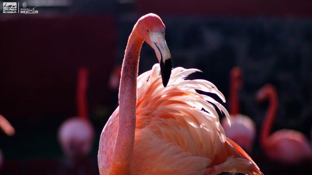 Flamencos en el Zoológico de Morelia
