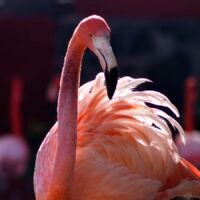 Flamencos en el Zoológico de Morelia