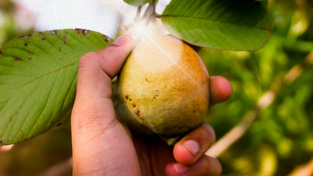Guayaba producida en el oriente de Michoacán