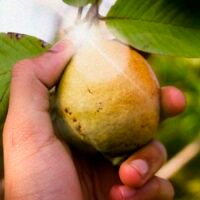 Guayaba producida en el oriente de Michoacán