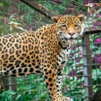 Jaguar en Zoológico de Morelia en programa de reproducción