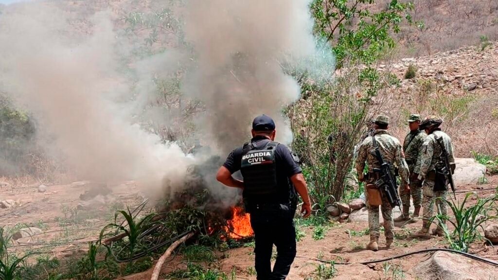 Elementos de seguridad destruyen plantío de marihuana en zona serrana de Huetamo