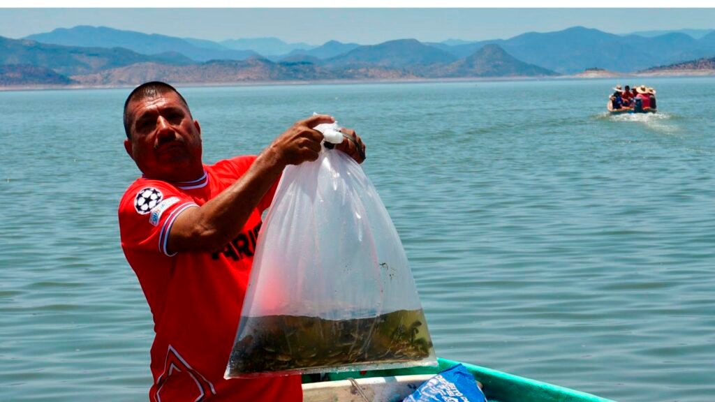 Personal de Compesca liberando crías de tilapia en presa de Churumuco