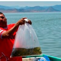 Personal de Compesca liberando crías de tilapia en presa de Churumuco