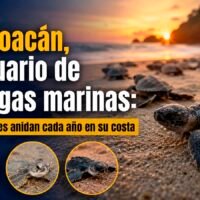Tortugas marinas anidan en playas de Michoacán durante temporada de arribo