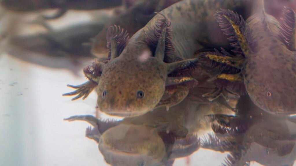 Ajolote mexicano en laboratorio de conservación