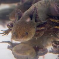 Ajolote mexicano en laboratorio de conservación