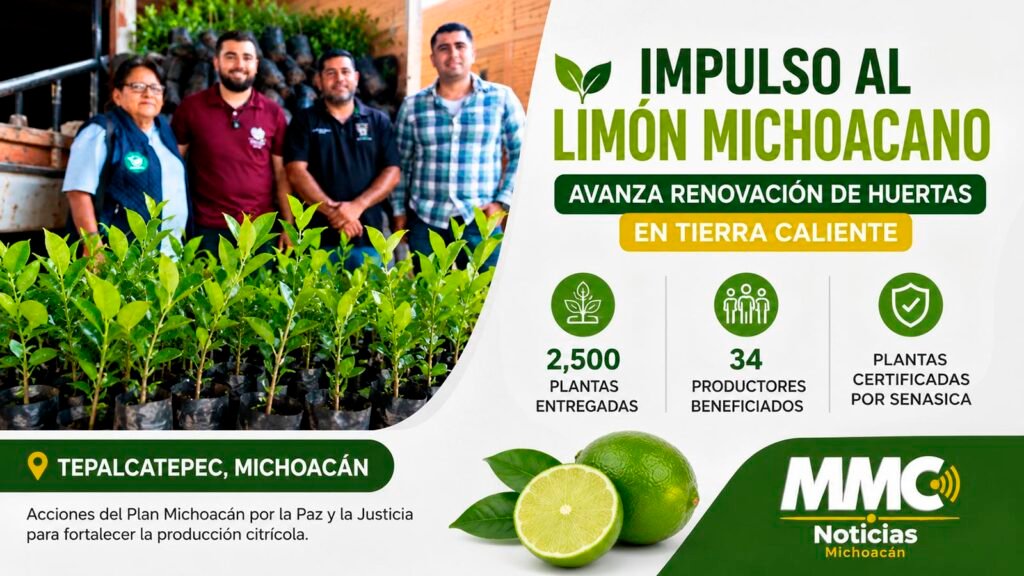 La renovación de huertas de limón en Michoacán suma más de 16 mil plantas certificadas entregadas a productores de Tierra Caliente para fortalecer la producción.
