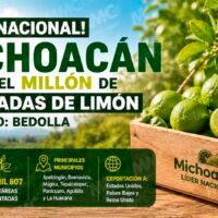 Productores trabajan en huertos de limón en Michoacán