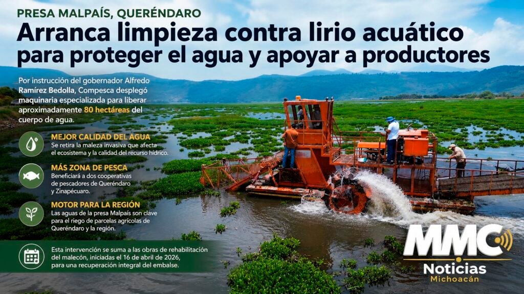 Michoacán inició la limpieza de la presa Malpaís para retirar lirio acuático en 80 hectáreas, mejorar la calidad del agua y beneficiar a productores y pescadores.