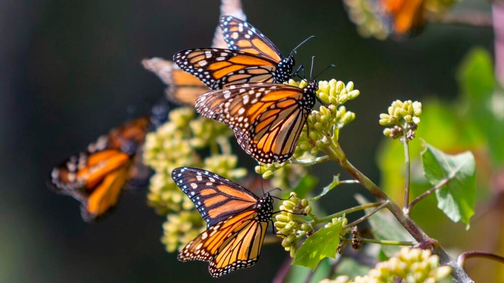 Mariposas Monarca en santuarios de Michoacán