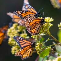 Mariposas Monarca en santuarios de Michoacán