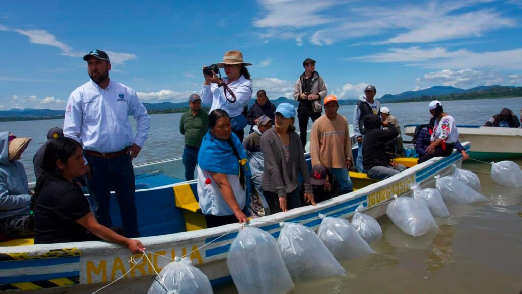 Liberación de crías de pez blanco en el lago de Pátzcuaro como parte de las acciones de rescate ambiental en Michoacán.