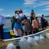 Liberación de crías de pez blanco en el lago de Pátzcuaro como parte de las acciones de rescate ambiental en Michoacán.