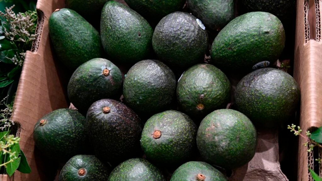 Aguacates en Michoacán con producción destinada a exportación.
