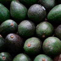 Aguacates en Michoacán con producción destinada a exportación.