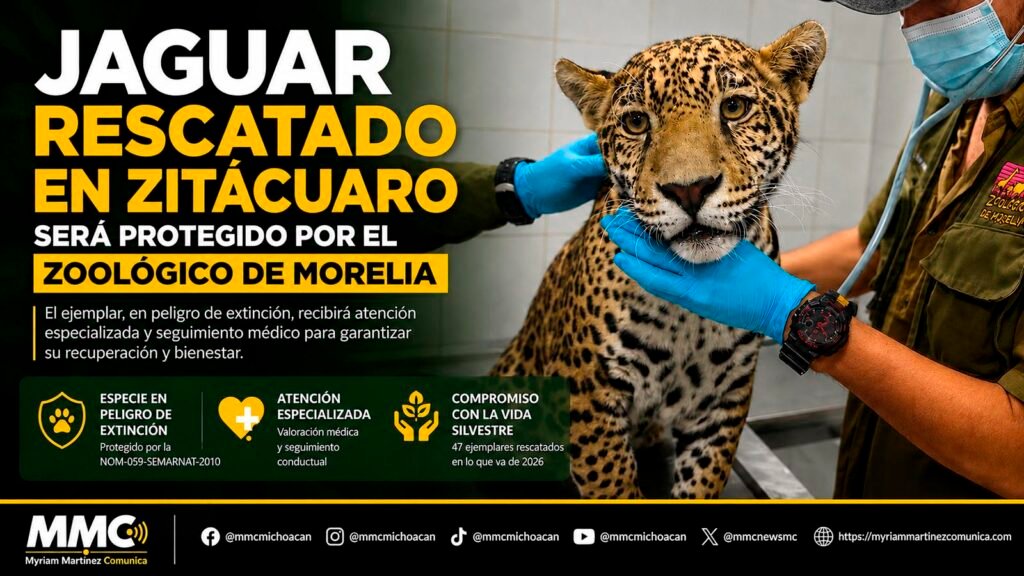 Jaguar en peligro de extinción bajo resguardo de especialistas en fauna silvestre.