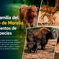 Nuevos ejemplares nacidos en el Zoológico de Morelia bajo programas de conservación.