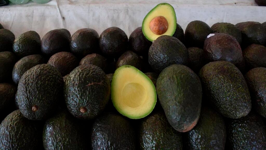 Huerto de aguacate en la Franja Aguacatera de Michoacán reconocida con Indicación Geográfica.