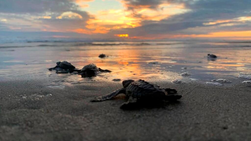 Tortuga marina llega a una playa de Michoacán para iniciar su proceso de anidación.