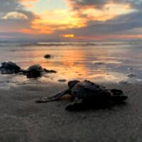 Tortuga marina llega a una playa de Michoacán para iniciar su proceso de anidación.