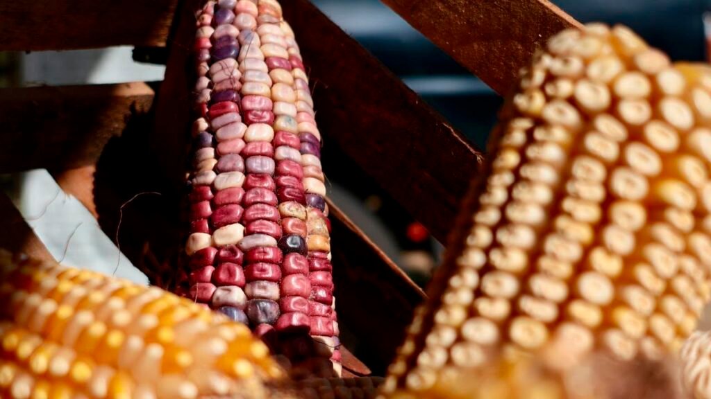 Productores aplican bioinsumos en parcelas de maíz dentro del programa Agrosano en Michoacán