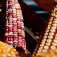 Productores aplican bioinsumos en parcelas de maíz dentro del programa Agrosano en Michoacán