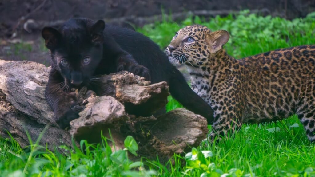 Dos cachorros de leopardo juegan junto a su madre en el Zoológico de Morelia.