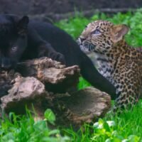 Dos cachorros de leopardo juegan junto a su madre en el Zoológico de Morelia.