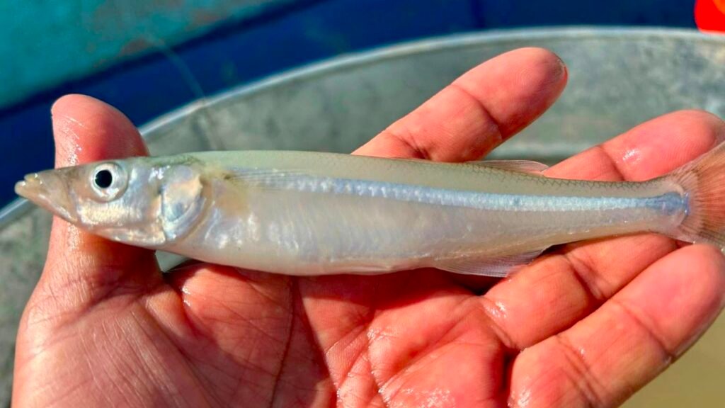 Liberación de peces blancos en el lago de Pátzcuaro como parte del programa de conservación.