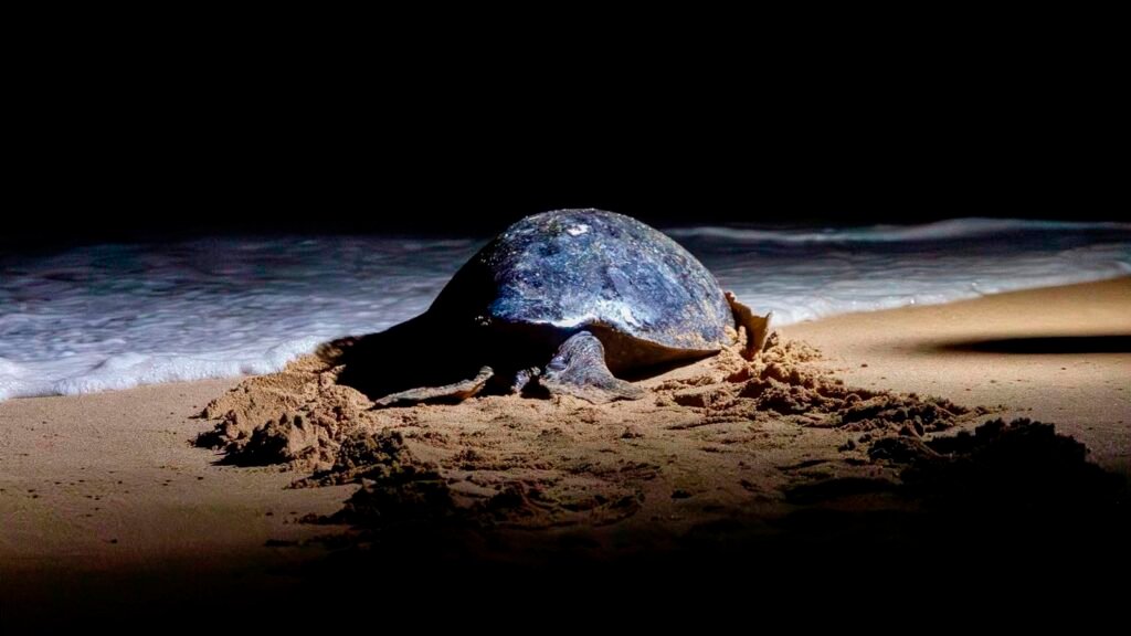 Liberación de crías de tortuga laúd en una playa de Michoacán durante la temporada 2025-2026.