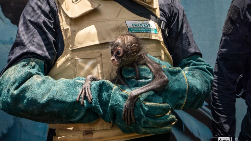 Cría de mono araña bajo atención médica en el Zoológico de Morelia tras ser rescatada.