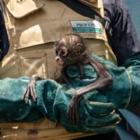 Cría de mono araña bajo atención médica en el Zoológico de Morelia tras ser rescatada.