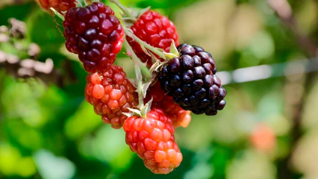 Productores cosechan zarzamora en un huerto de Michoacán.