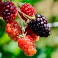 Productores cosechan zarzamora en un huerto de Michoacán.