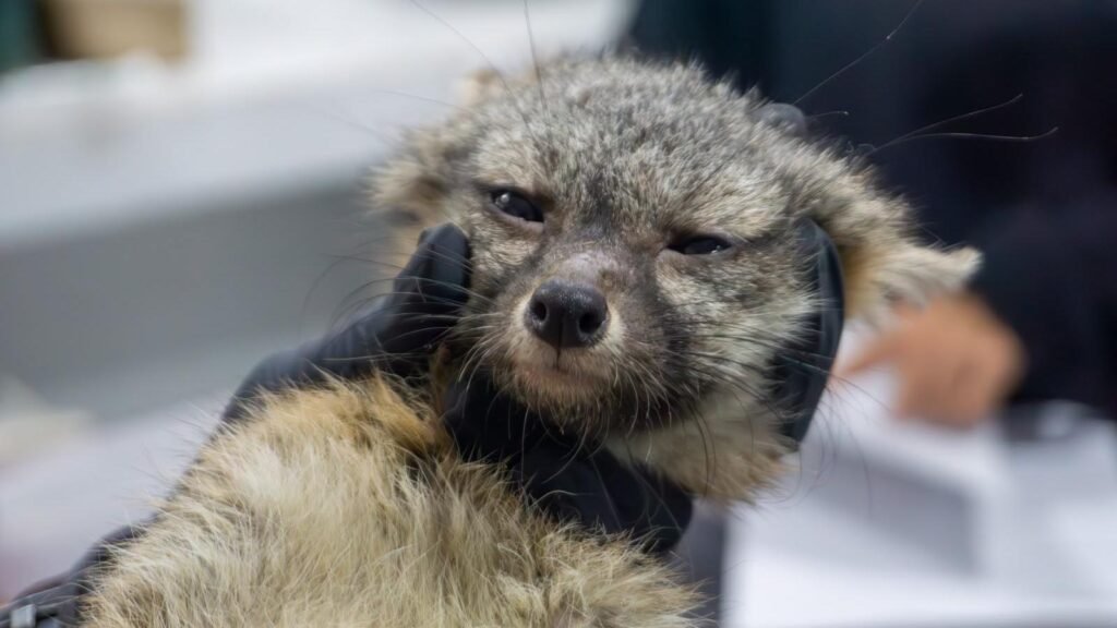 Zorro gris rescatado durante su proceso de rehabilitación en el Zoológico de Morelia.