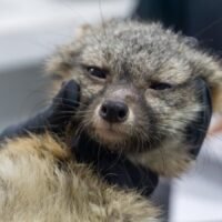 Zorro gris rescatado durante su proceso de rehabilitación en el Zoológico de Morelia.