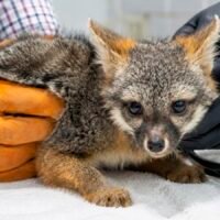Zorro gris rescatado por Profepa recibe atención veterinaria en el Zoológico de Morelia.